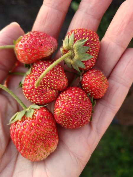 СпортБойлы "Интрига" 20 мм, 2,5 кг